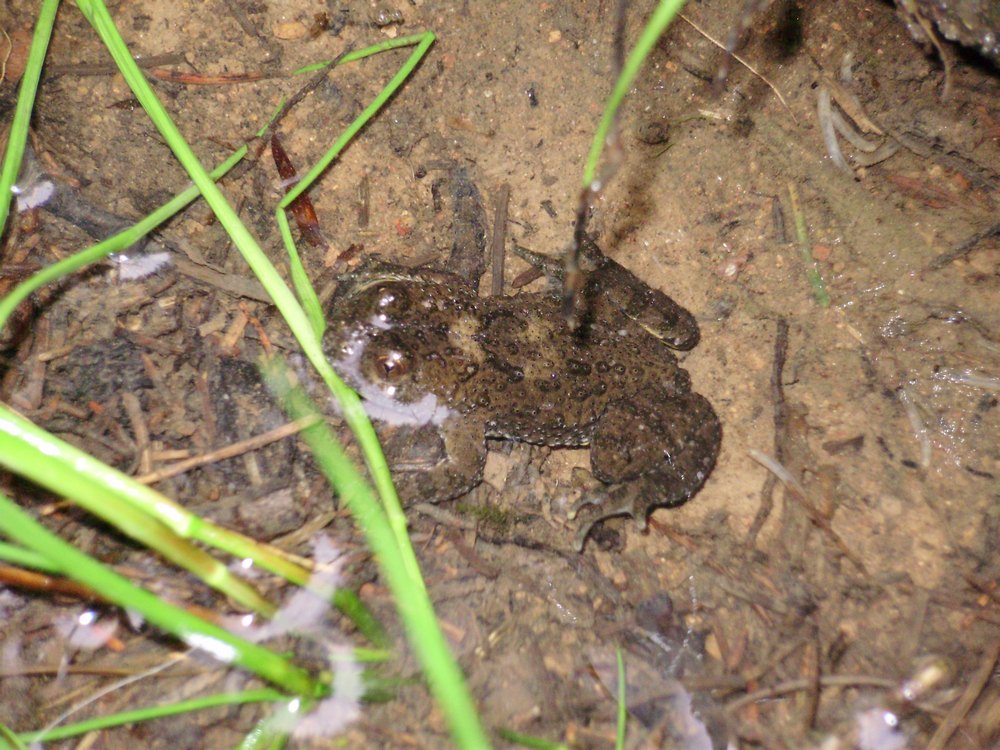 Tipologie di habitat dell''ululone nella collina atesina
